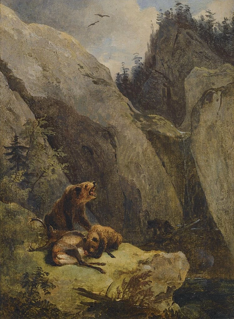 Gli orsi fanno a pezzi un cervo